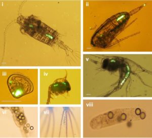 Microplastic ingestion by zooplankton
