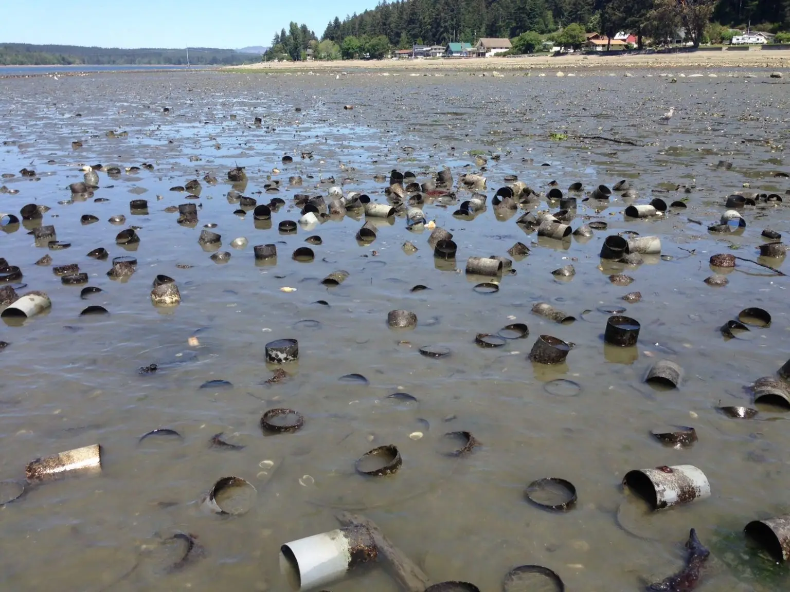 Geoduck aquaculture