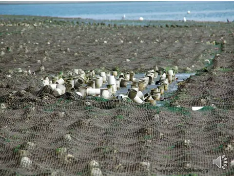 geoduck PVC tubes & anti-predator netting