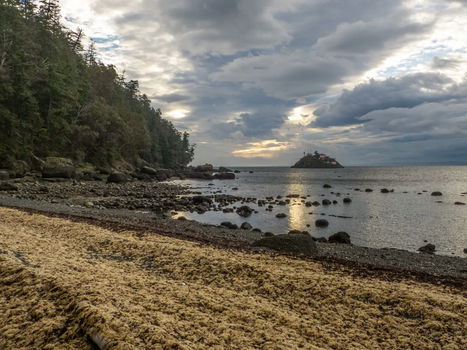 seaweed on beach